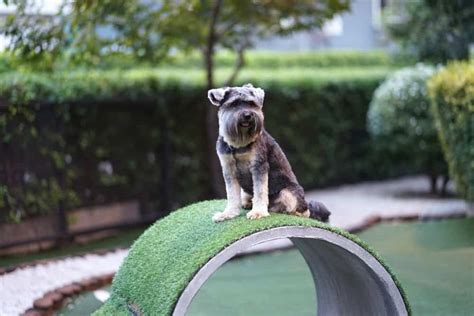 10 Amazing Backyard Design Ideas For Dogs - The Dogington Post