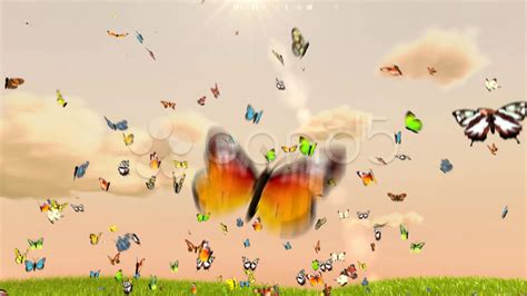 Animated Butterfly Backgrounds