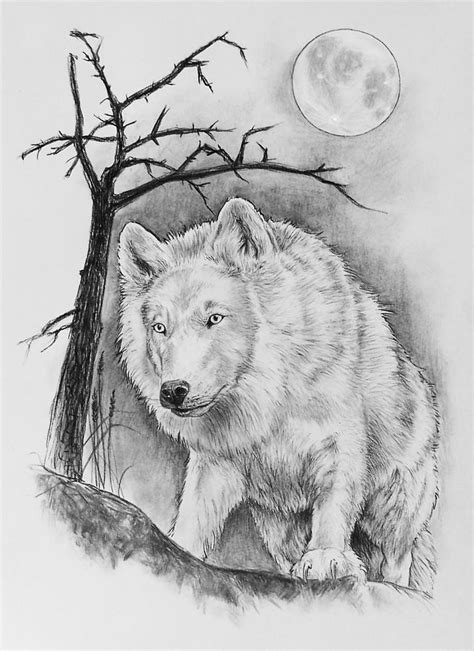 Artic wolf Drawing by Bernadett Kovacs - Fine Art America