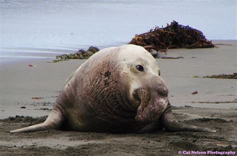 Cat Nelson Photography: Bull Elephant Seal - San Simeon, CA