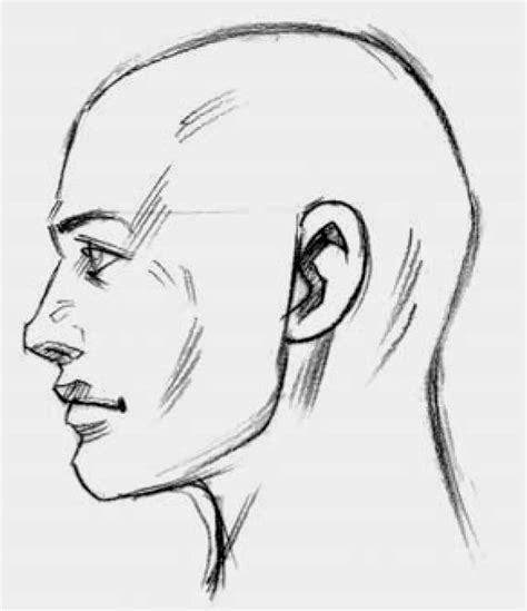 Drawings: Parts of the Head | Side face drawing, Face side view drawing, Human face drawing