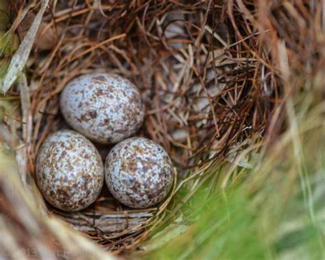 Sparrow Eggs: What They Look Like, When They Hatch, & More!