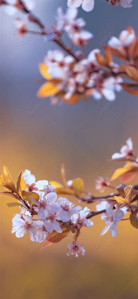 Late Sakura Blooms Mobile Wallpaper Images Free Download on Lovepik ...