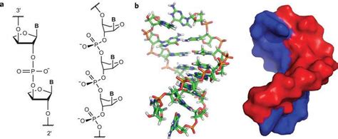 Threose nucleic acid - Alchetron, The Free Social Encyclopedia