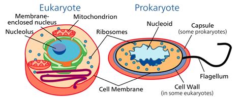 Prokaryotic Vs Eukaryotic Chart