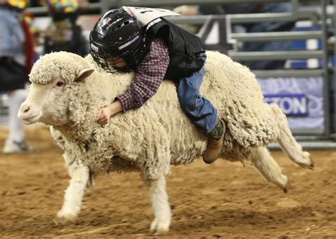 Rodeo Fun in Houston - Katy Texas