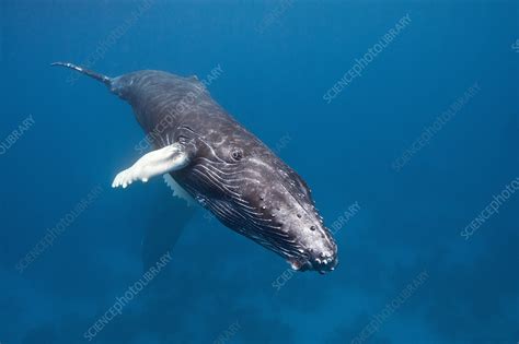 Humpback whale calf - Stock Image - C017/2911 - Science Photo Library