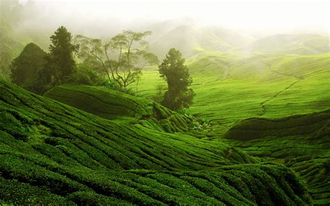 Download Man Made Tea Plantation HD Wallpaper