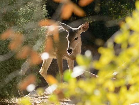 Arizona-Sonora Desert Museum - Wild Animals in Tucson AZ | Roads Less ...