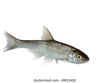 157 Silver cyprinid Images, Stock Photos & Vectors | Shutterstock