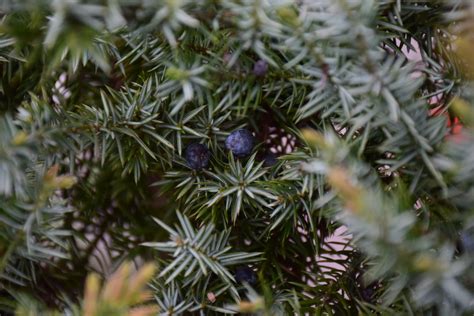 Juniper Berries Photos, Download The BEST Free Juniper Berries Stock ...