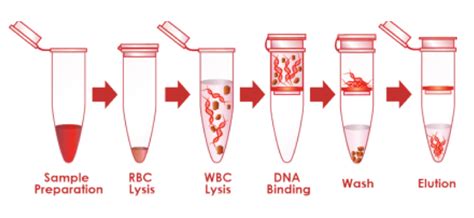 Biotechnology Workshop - Blood DNA Extraction and PCR - Plantzania Sdn Bhd