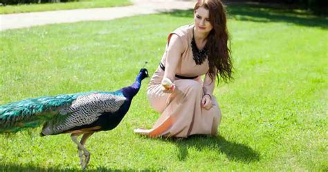 Peacock Behavior - AnimalBehaviorCorner