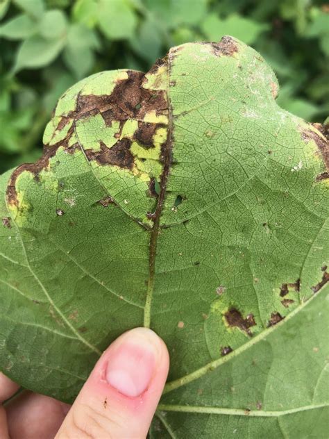 Cotton Diseases – what to be on the lookout for - UT Crops News