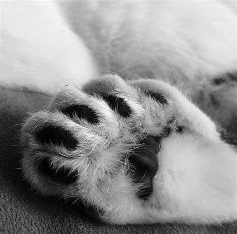 American Polydactyl cat: Personality, Care & Unique Traits of the American Polydactyl cat Breed