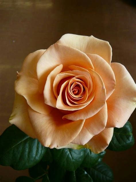 Pin by Алексей Кирилюк on Розы | Beautiful rose flowers, Beautiful roses, Beautiful flowers