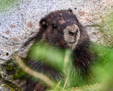 Your photos can help the marmots – The Vancouver Island Marmot Recovery ...