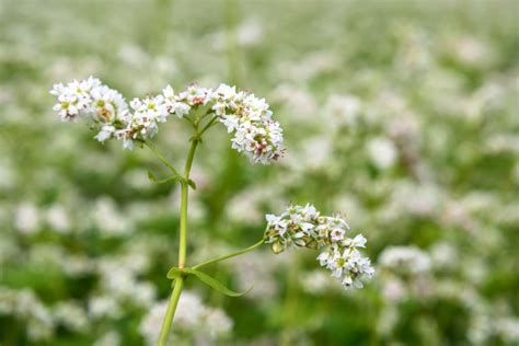 How To Grow Buckwheat