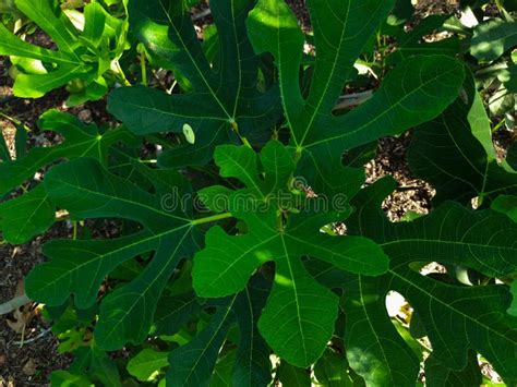 Young Anjeer Tree Leaves on Garden. Stock Photo - Image of anjeer ...