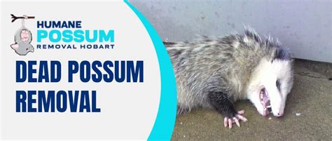 Dead Possum Removal | Safe Dead Possum Removal Service