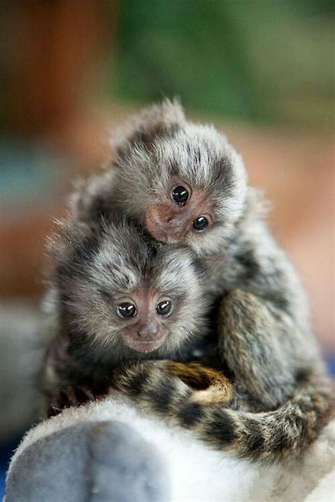 Pygmy Marmoset | A Little Monkey | Facts and Pictures | by Pets Planet... - Amazing Pets For You