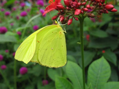 neon green butterfly | Jennifer Boyer | Flickr