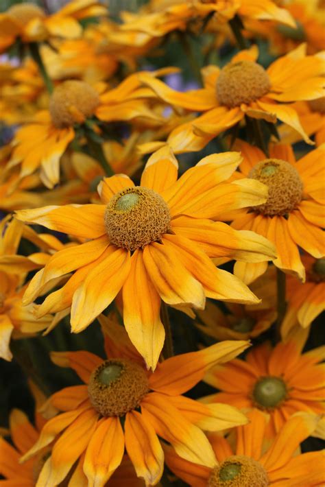 Photo #28219 | Rudbeckia hirta 'Prairie Sun' | plant lust