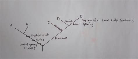 [Solved] How do you make a cladogram from this table?. Data Table 1 ...