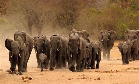 The Most Dramatic Animal Migrations Captured On Camera - 500px