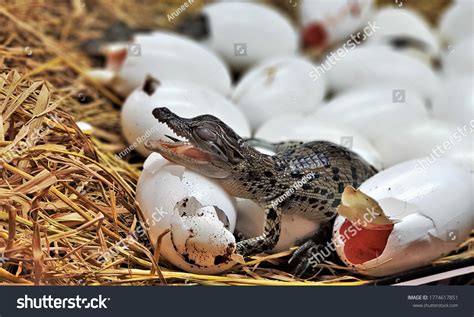 crocodile egg: Peste 842 (de) fotografii de stoc care se pot licenția în regim royalty free ...