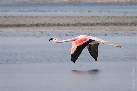 Graceful in flight | An Andean Flamingo (Phoenicoparrus andi… | Flickr