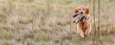 How to Train a Golden Retriever to Hunt | Wag!