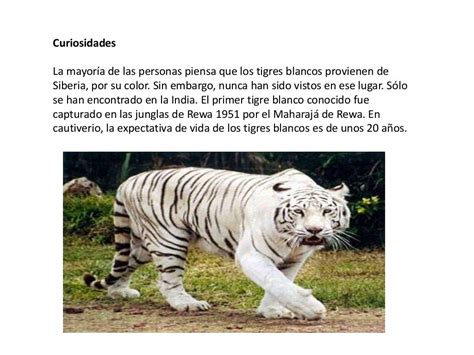 El tigre blanco