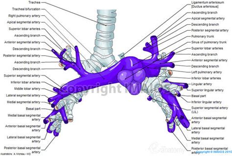 Image - Pulmonary-arteries-anatomy-en medical512.jpg | RANZCRPart1 Wiki ...