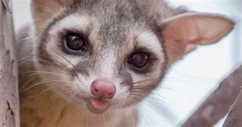 People Are Loving These Adorable Ringtail Cats That Are Native To North America | Bored Panda