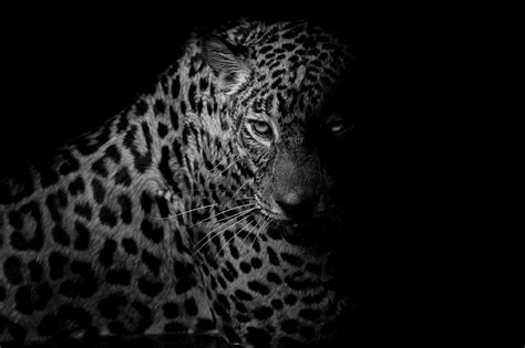 Black Leopard Backgrounds - Wallpaper Cave