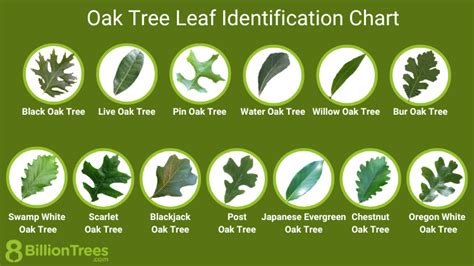 Oak Tree Leaf Identification Chart with Locations