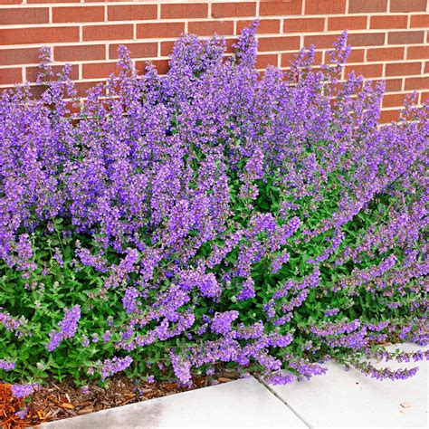 Lavender Grow In Shade - Lavender Plant