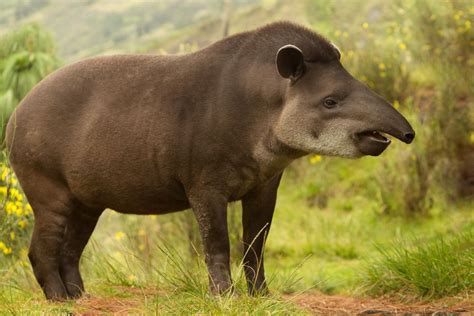 Surprising Facts About Tapirs