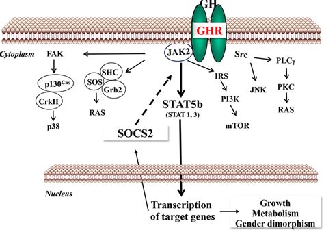 Growth Hormone Receptor Signaling Pathways and its Negative Regulation ...