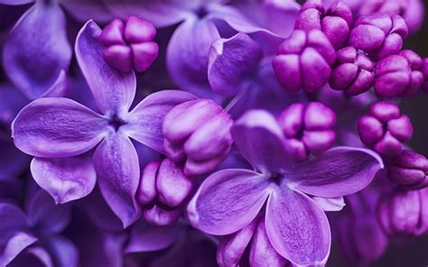 Download Purple Flower Blossom Close-up Flower Nature Lilac HD Wallpaper