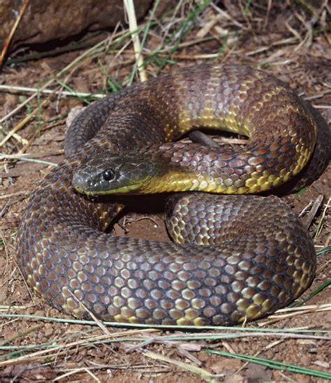 Tiger Snake Facts and Pictures