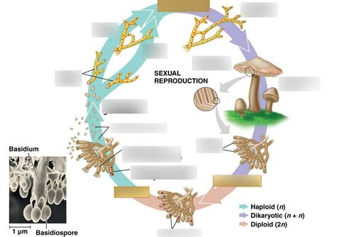 Basidiomycota Reproduction Diagram | Quizlet