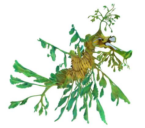 Leafy Sea Dragon Art