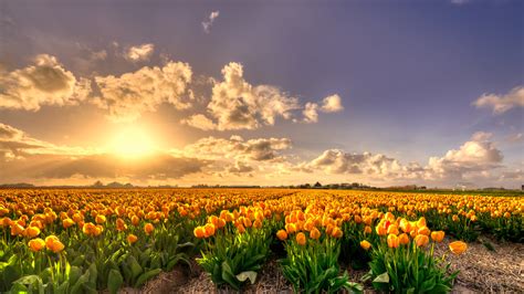 Yellow Tulip Flowers Field At Sunset Holland Rich Pure Gold 4K HD ...