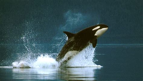 Orca Kayak Tours - Wilderness Adventures