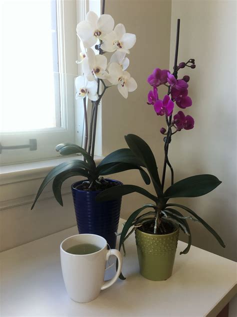 Bet You Didn't Know You Could Rebloom Your Orchid With This Pantry Staple | Indoor orchids ...