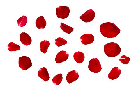 Rose Petals PNG Photos - PNG Mart