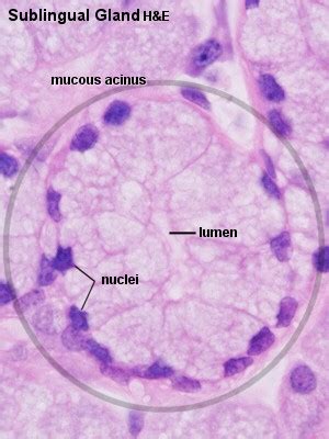 Blue Histology - Epithelia and Glands