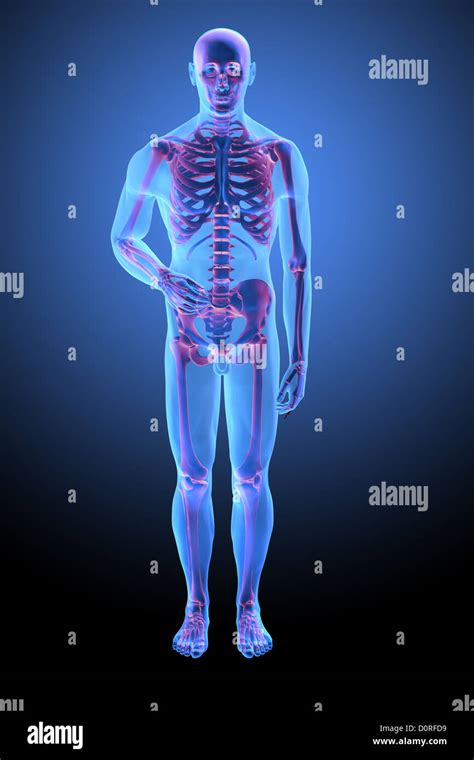 Human skeletal anatomy Stock Photo - Alamy